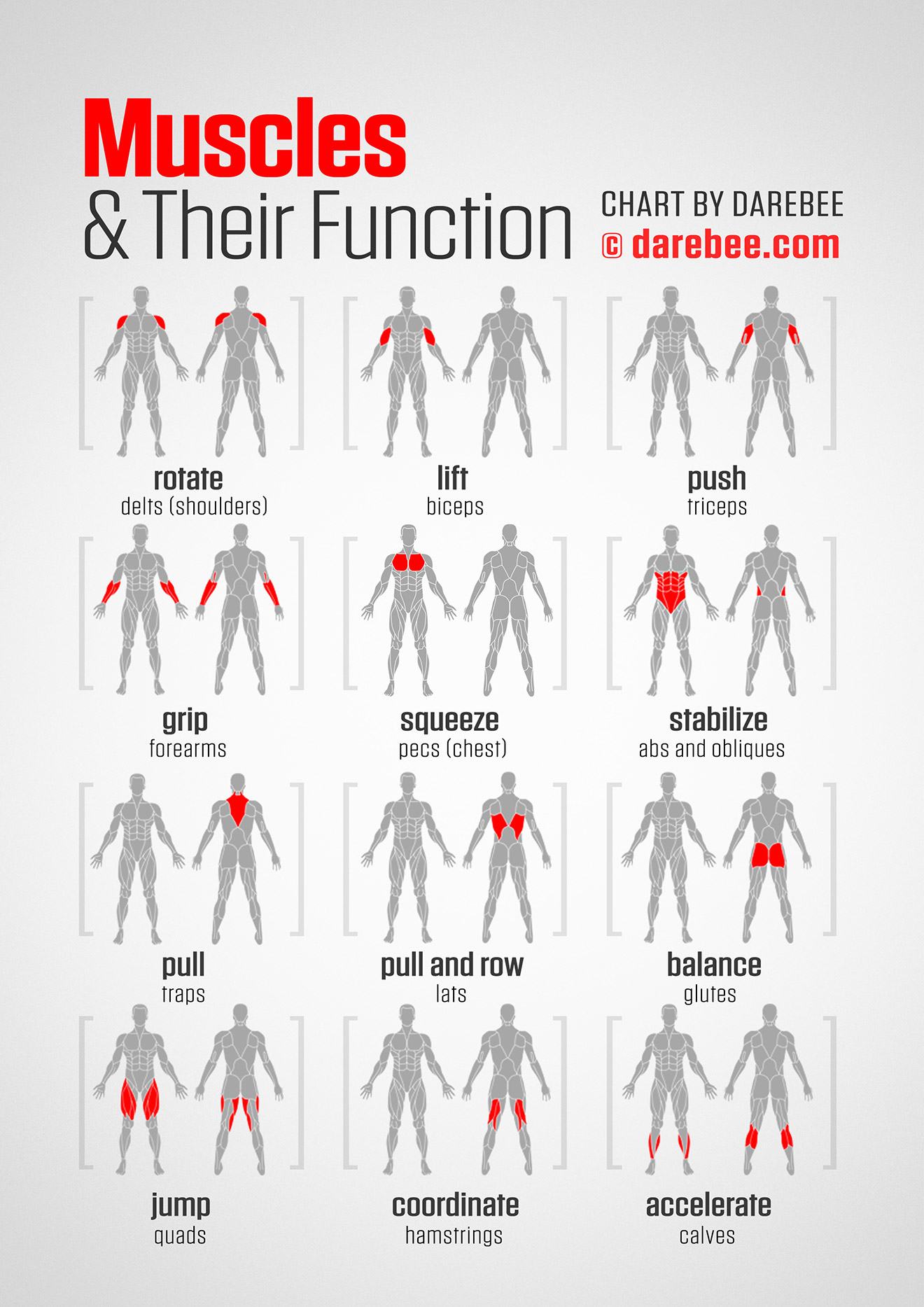 https://darebee.com/images/guides/muscle-function.jpg