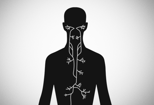 Vagus nerve activation and function and its impact on mental health, fitness and wellbeing.